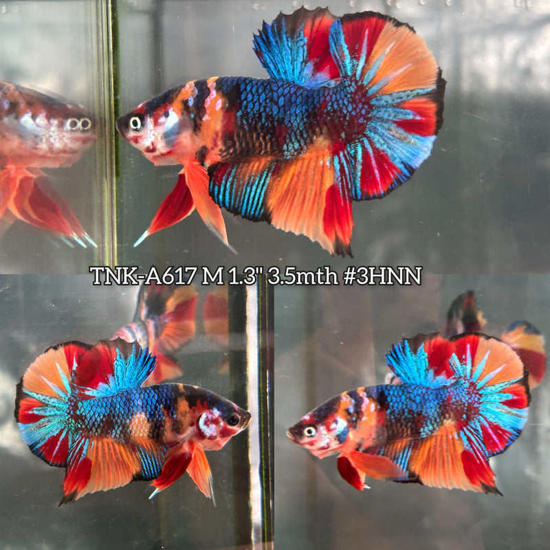 Live Male Betta Galaxy Nemo Plakat (TNK-A617) High quality what you see what you get!!