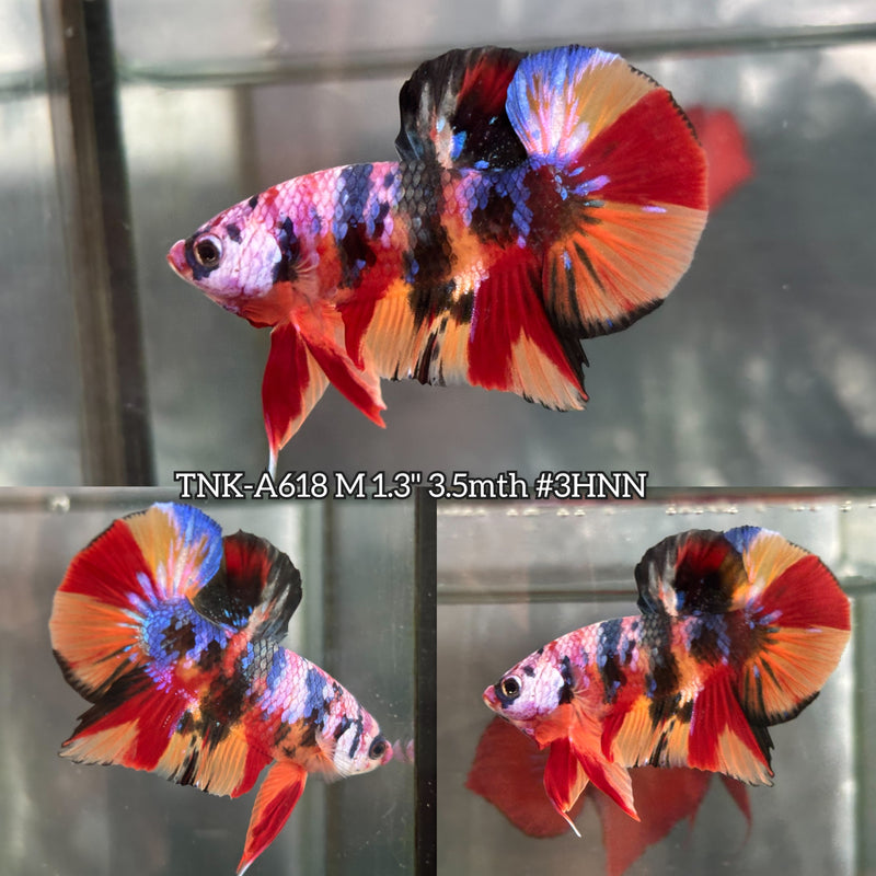 Live Male Betta Candy Nemo mixed colors Plakat (TNK-A618) High quality what you see what you get!!