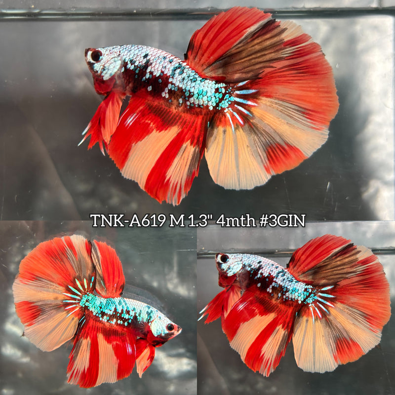 Live Male Betta Candy Nemo Halfmoon (TNK-A619) High quality what you see what you get!!