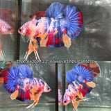 Live Male Betta Fancy Marble Three colors Giants Plakat (TNK-A620)S166 High quality what you see what you get!!