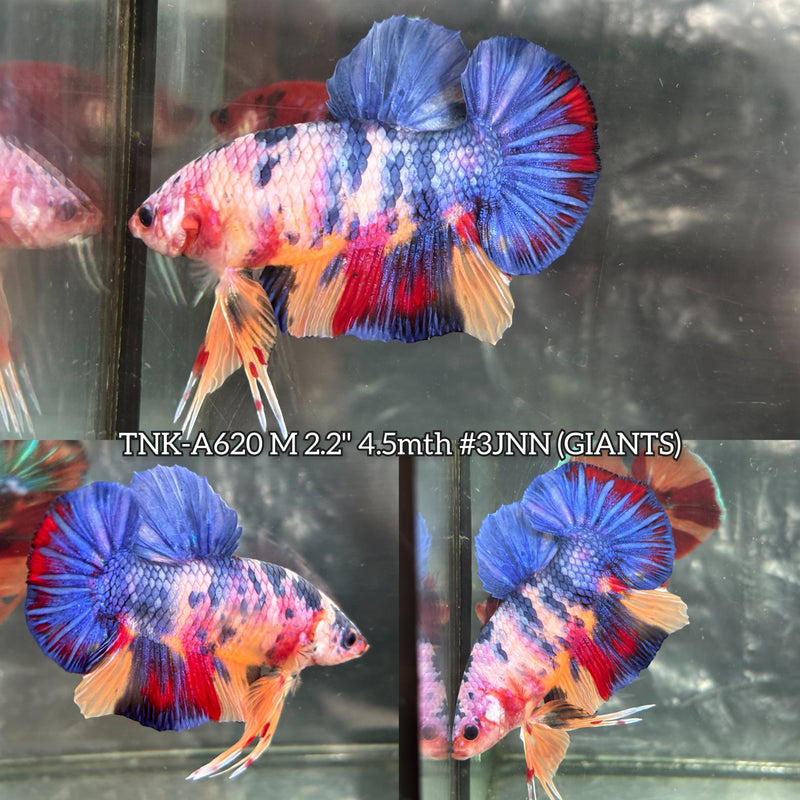 Live Male Betta Fancy Marble Three colors Giants Plakat (TNK-A620) High quality what you see what you get!!
