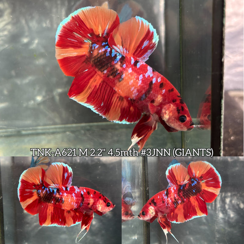 Live Male Betta Red Galaxy Nemo Giants Plakat (TNK-A621) High quality what you see what you get!!