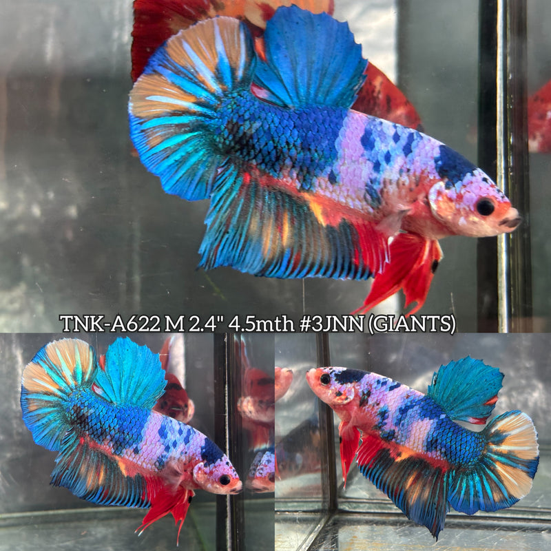 Live Male Betta Fancy Blue Marble Giants Plakat (TNK-A622) High quality what you see what you get!!