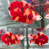 Live Male Betta Classic Nemo Giants Plakat (TNK-A623)S288 High quality what you see what you get!!