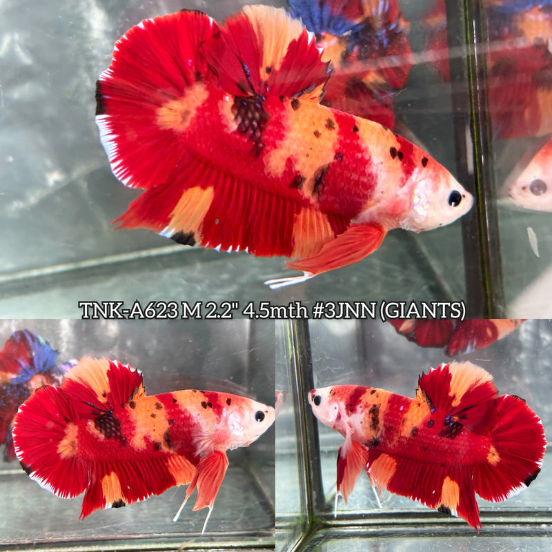 Live Male Betta Classic Nemo Giants Plakat (TNK-A623) High quality what you see what you get!!
