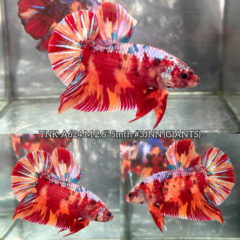 Live Male Betta Candy Nemo Giants Plakat (TNK-A624) High quality what you see what you get!!