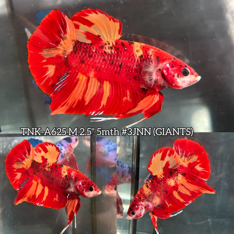 Live Male Betta Red Nemo Fire Giants Plakat (TNK-A625) High quality what you see what you get!!