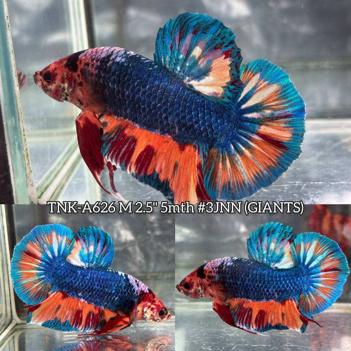 Live Male Betta Fancy Marble Giants Plakat (TNK-A626)S273 High quality what you see what you get!!