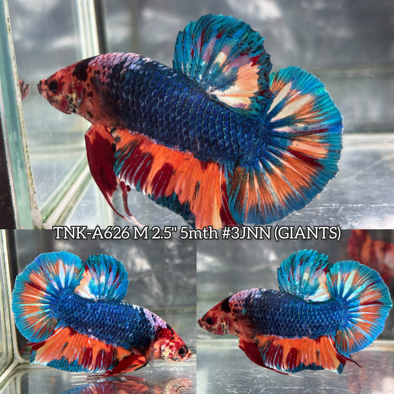 Live Male Betta Fancy Marble Giants Plakat (TNK-A626) High quality what you see what you get!!
