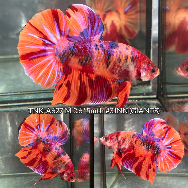 Live Male Betta Candy Sweet Colors Giants Plakat (TNK-A627) High quality what you see what you get!!