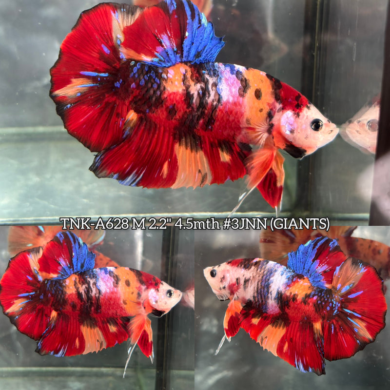 Live Male Betta Fancy Red Koi Giants Plakat (TNK-A628) High quality what you see what you get!!
