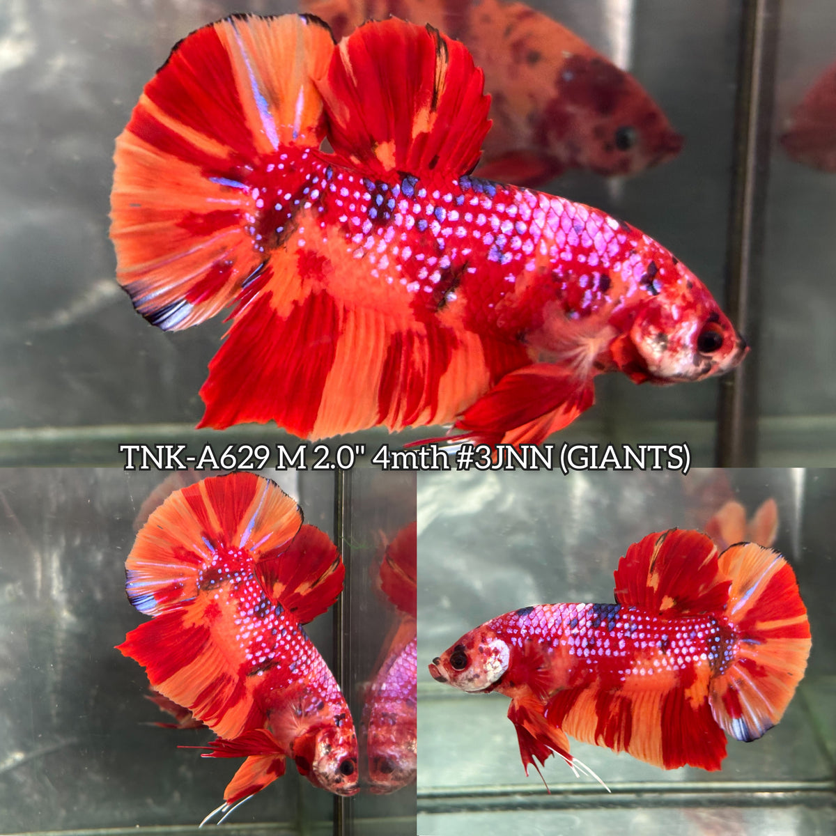 Live Male Betta Candy Nemo Metallic Giants Plakat (TNK-A629)S261 High quality what you see what you get!!