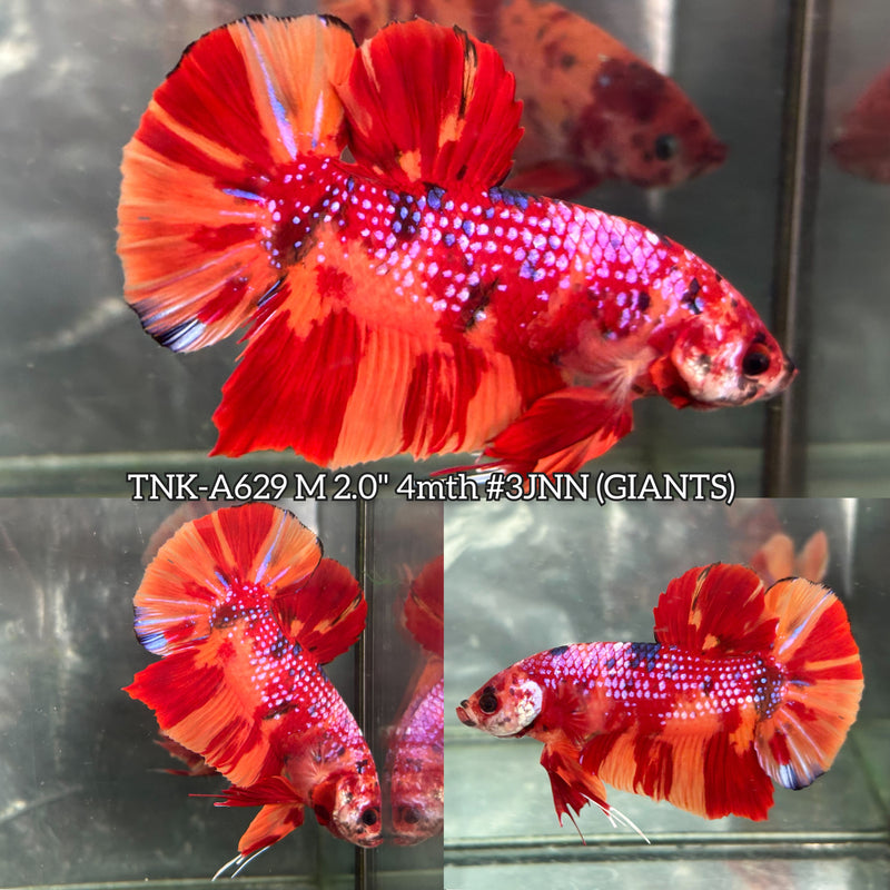 Live Male Betta Candy Nemo Metallic Giants Plakat (TNK-A629) High quality what you see what you get!!