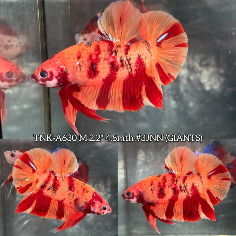 Live Male Betta Classic Nemo Giants Plakat (TNK-A630) High quality what you see what you get!!