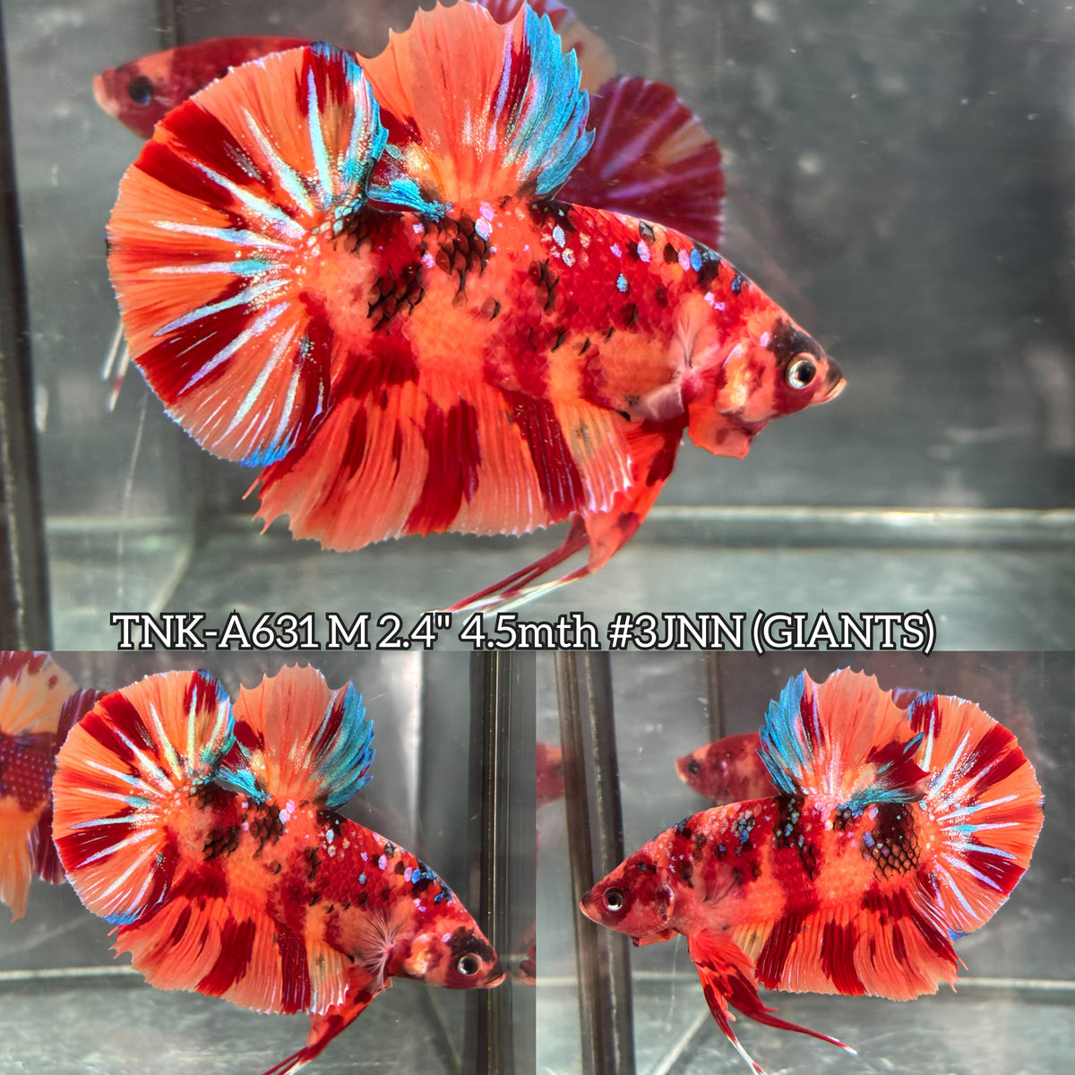 Live Male Betta Orange Red Nemo Fire Giants Plakat (TNK-A631)S254 High quality what you see what you get!!