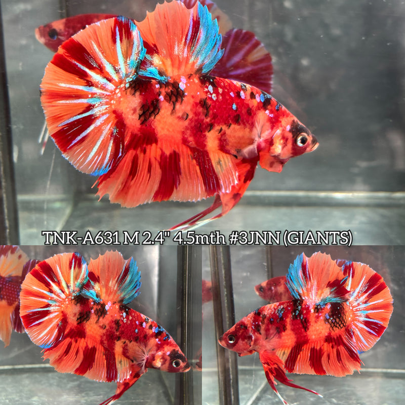 Live Male Betta Orange Galaxy Nemo Giants Plakat (TNK-A631) High quality what you see what you get!!