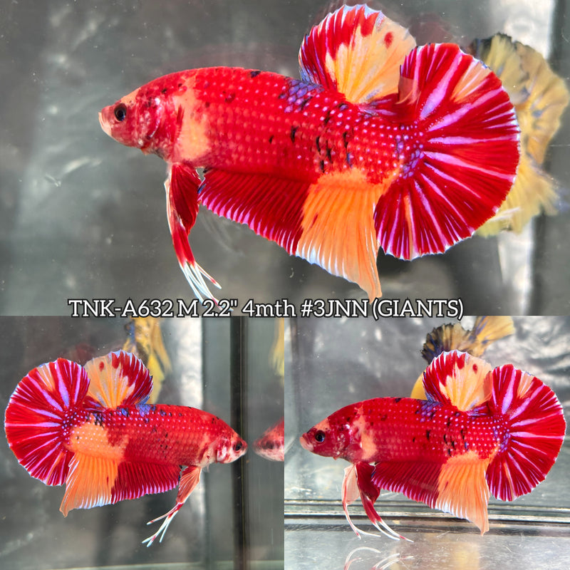 Live Male Betta Red Yellow Duo Metallic colors Giants Plakat (TNK-A632) High quality what you see what you get!!