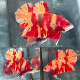 Live Male Betta Red Yellow Duo colors Giants Plakat (TNK-A633)S249 High quality what you see what you get!!