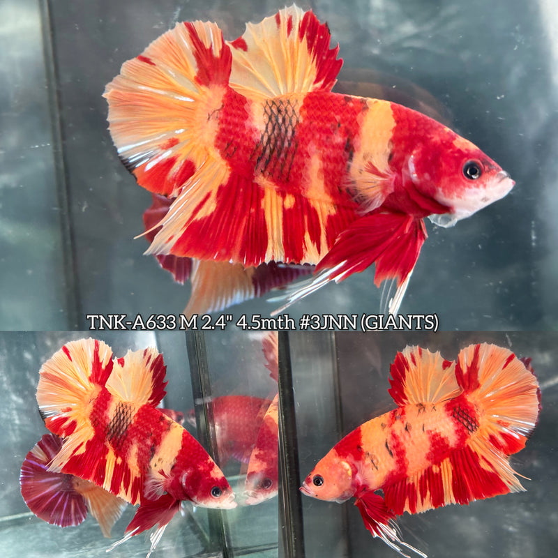 Live Male Betta Red Yellow Duo colors Giants Plakat (TNK-A633) High quality what you see what you get!!