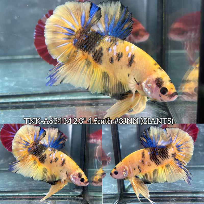 Live Male Betta Yellow Tiger Koi Giants Plakat (TNK-A634) High quality what you see what you get!!