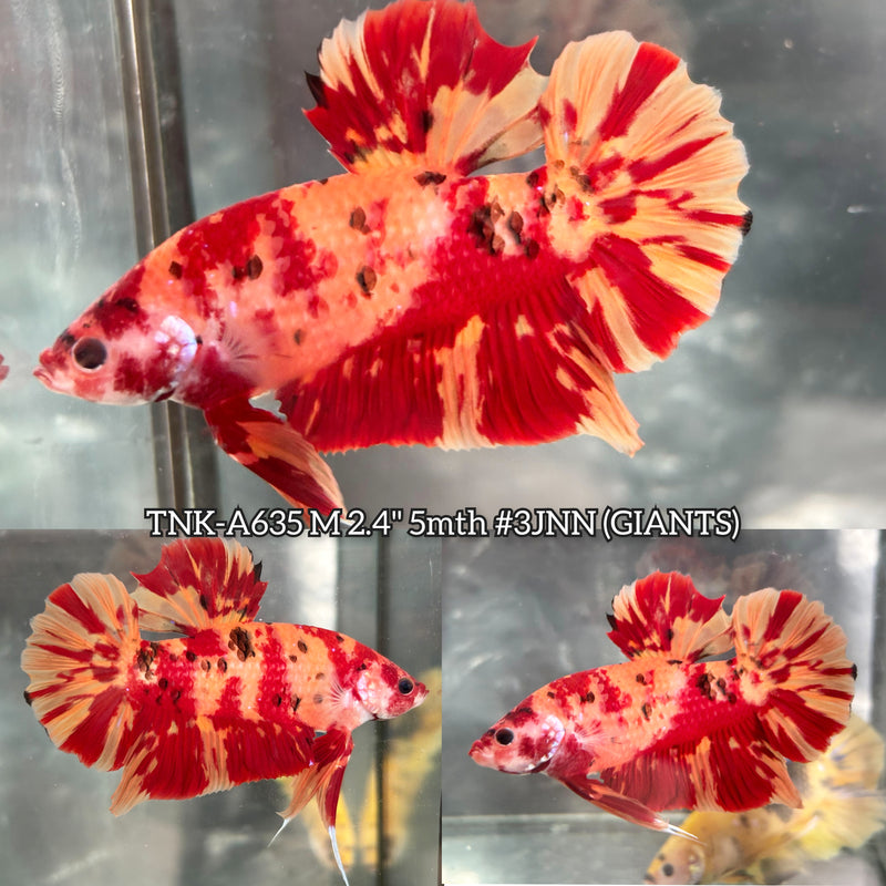 Live Male Betta Red Nemo Fire Giants Plakat (TNK-A635) High quality what you see what you get!!