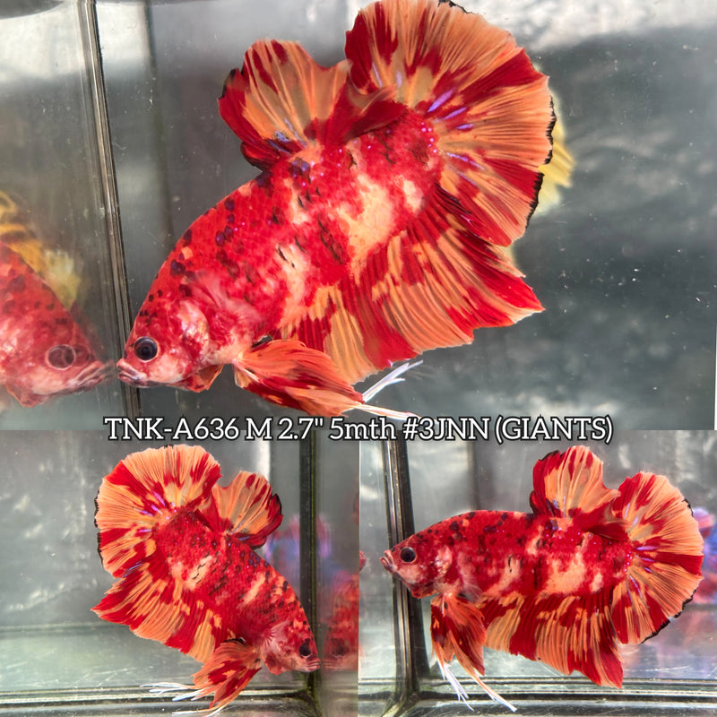 Live Male Betta Red Nemo Fire Giants Plakat (TNK-A636) High quality what you see what you get!!