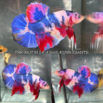 Live Male Betta Fancy Koi Giants Plakat (TNK-A637)S240 High quality what you see what you get!!