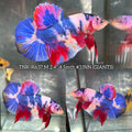 Live Male Betta Fancy Koi Giants Plakat (TNK-A637)S240 High quality what you see what you get!!
