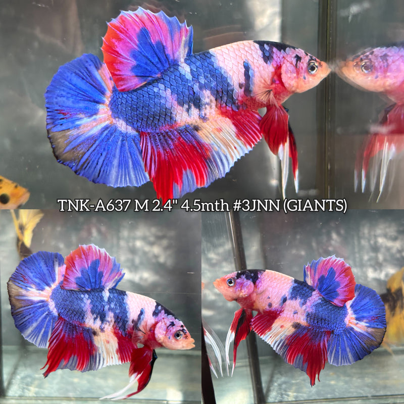 Live Male Betta Fancy Koi Giants Plakat (TNK-A637) High quality what you see what you get!!