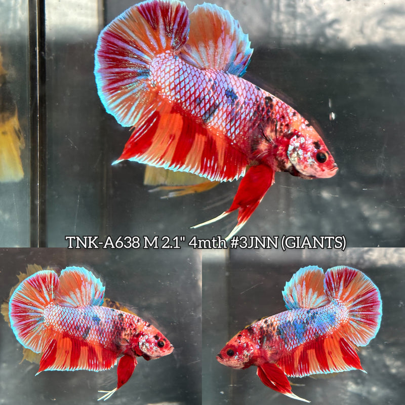 Live Male Betta Candy Marble Giants Plakat (TNK-A638) High quality what you see what you get!!