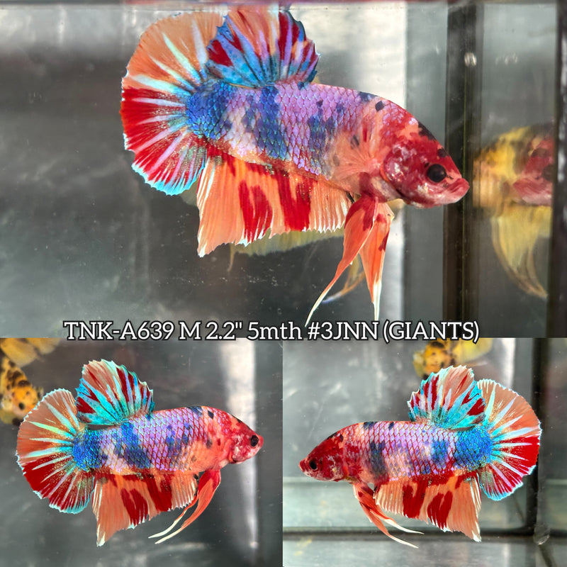 Live Male Betta Candy Sweet colors Giants Plakat (TNK-A639) High quality what you see what you get!!