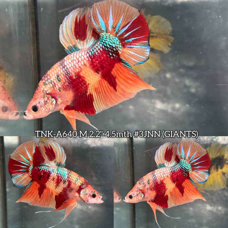 Live Male Betta Candy Nemo Giants Plakat (TNK-A640) High quality what you see what you get!!