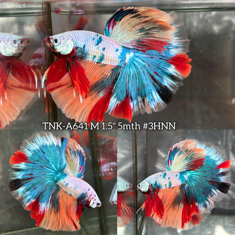 Live Male Betta Fancy Marble Three colors Over Halfmoon (TNK-A641) High quality what you see what you get!!