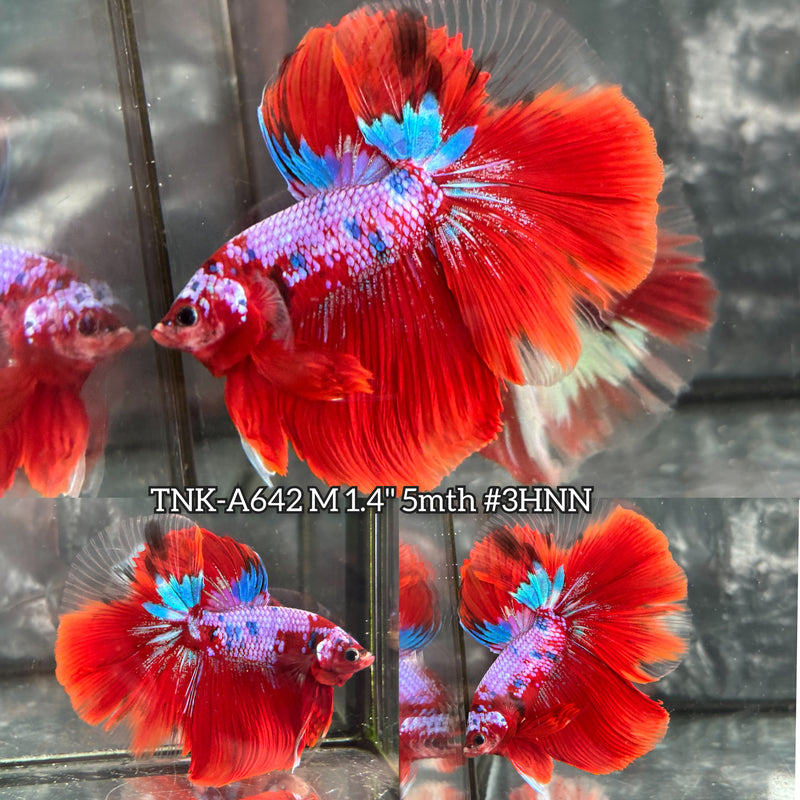 Live Male Betta Red Galaxy Koi Halfmoon (TNK-A642) High quality what you see what you get!!
