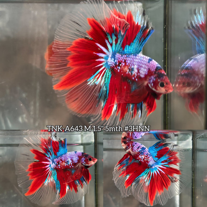 Live Male Betta Red Galaxy Koi Halfmoon (TNK-A643) High quality what you see what you get!!