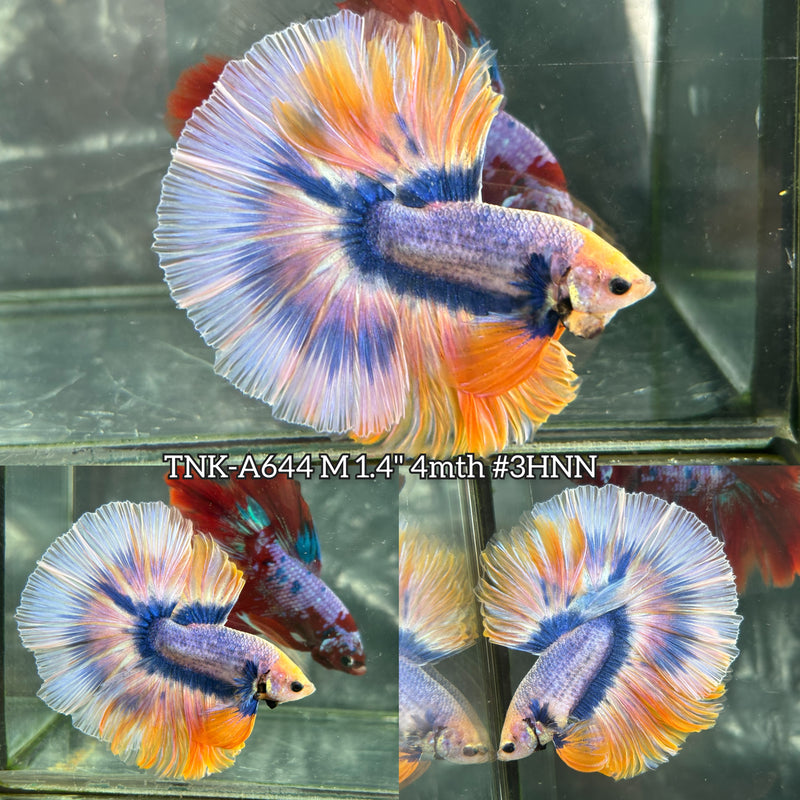 Live Male Betta Yellow Blue Grizzle Over Halfmoon (TNK-A644) High quality what you see what you get!!