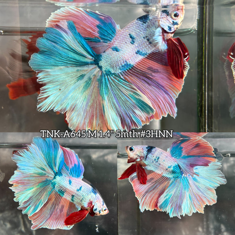 Live Male Betta Fancy Marble Three colors Halfmoon Feather Tail (TNK-A645) High quality what you see what you get!!