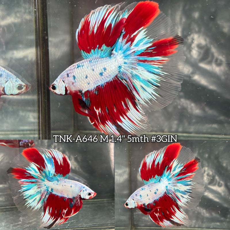 Live Male Betta Fancy Marble Polkadot Halfmoon (TNK-A646) High quality what you see what you get!!