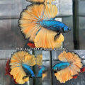 Live Male Betta Yellow Blue Mustard Halfmoon Rosetail (TNK-A647)S111 High quality what you see what you get!!