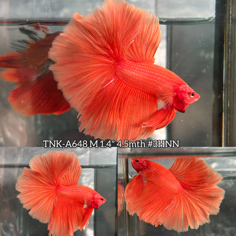 Live Male Betta Super Orange Solid color Halfmoon Rosetail (TNK-A648) High quality what you see what you get!!
