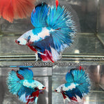 Live Male Betta Fancy Koi Halfmoon (TNK-A649)S184 High quality what you see what you get!!