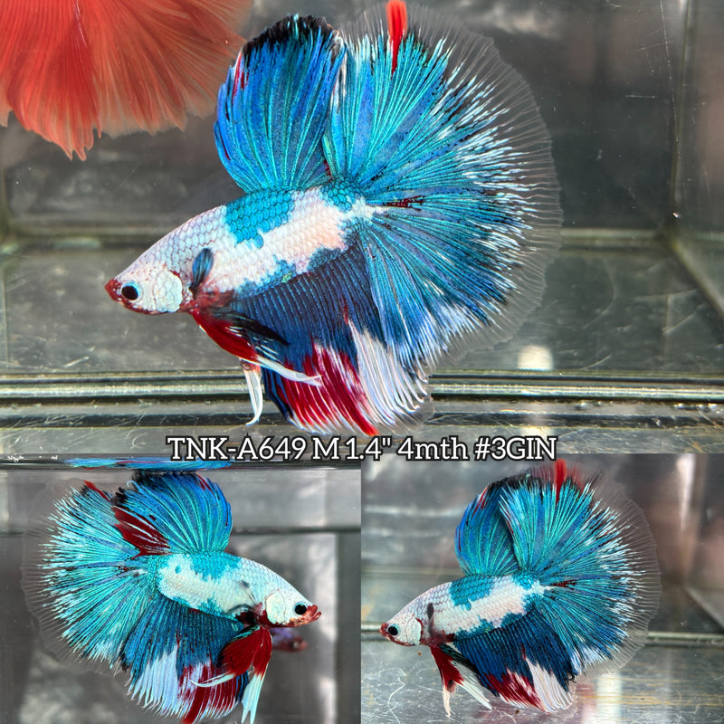 Live Male Betta Fancy Koi Halfmoon (TNK-A649) High quality what you see what you get!!