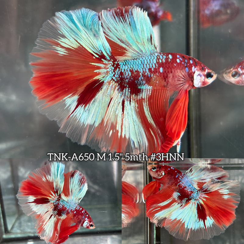 Live Male Betta Orange Galaxy Nemo Over Halfmoon (TNK-A650) High quality what you see what you get!!
