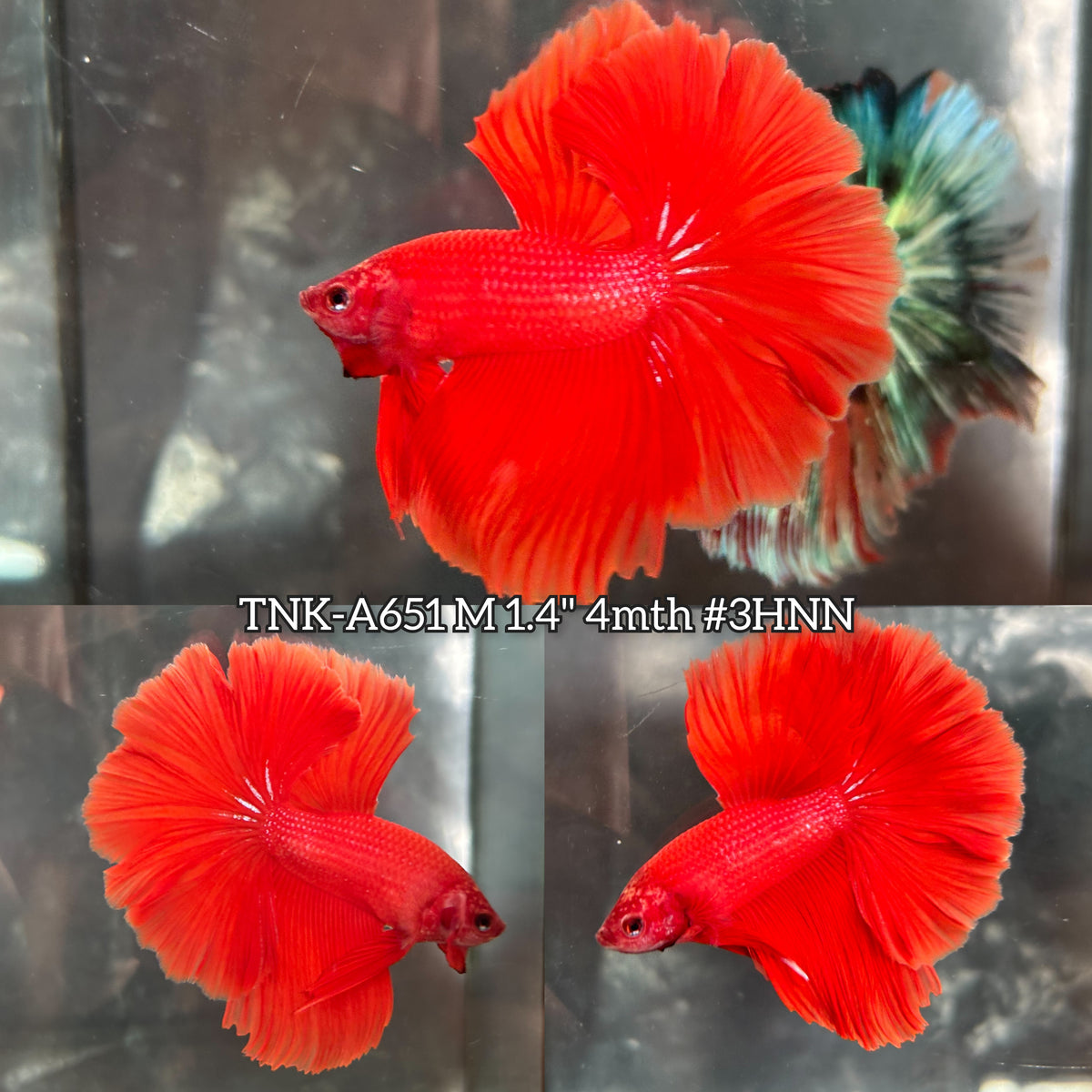 Live Male Betta Super Red Solid color Halfmoon (TNK-A651)S257 High quality what you see what you get!!