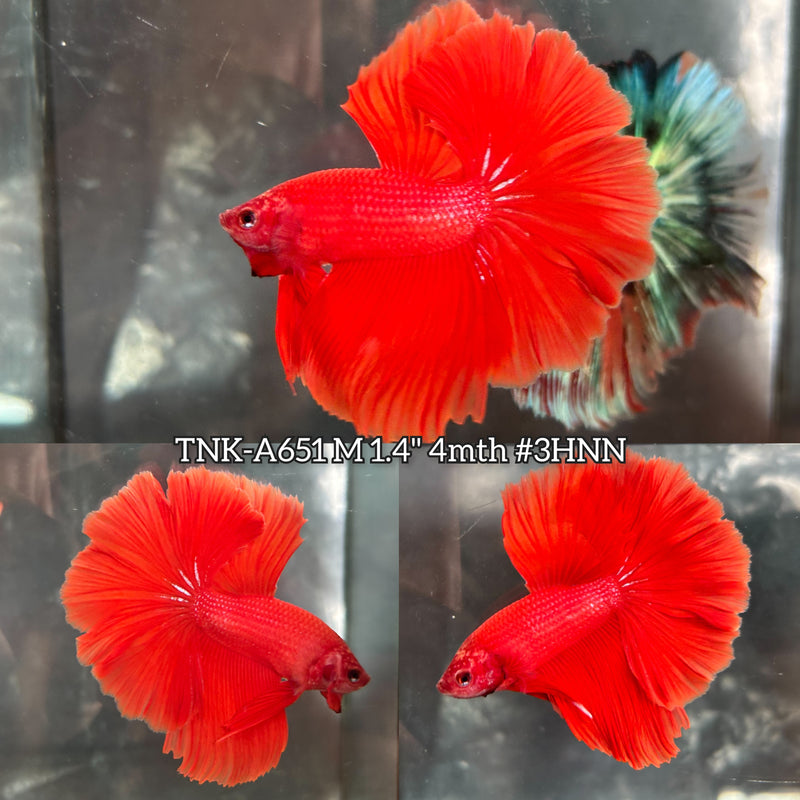 Live Male Betta Super Red Solid color Halfmoon (TNK-A651) High quality what you see what you get!!