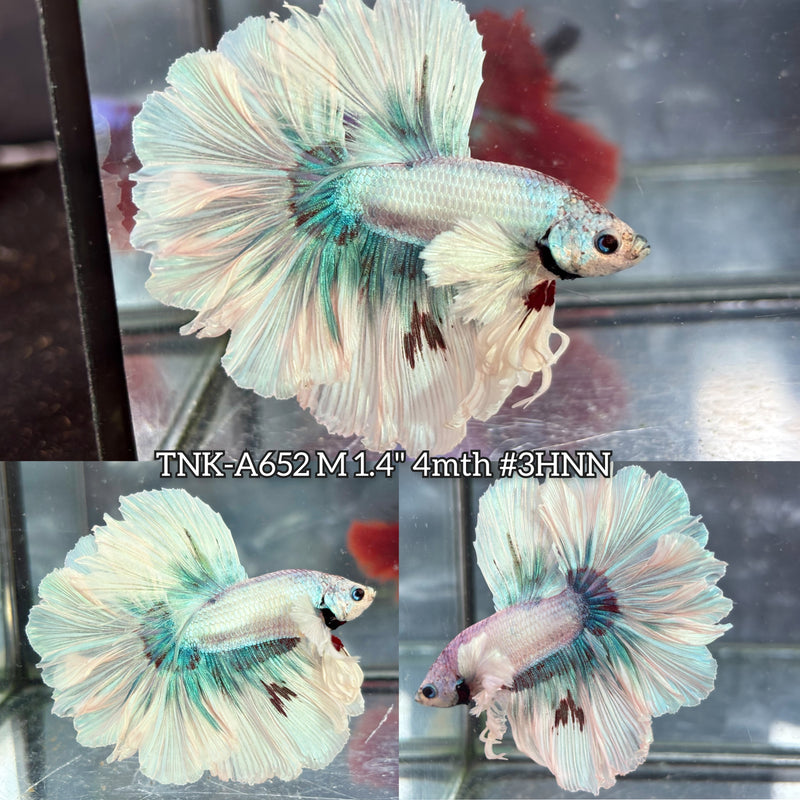 Live Male Betta Fancy Light Pastel Colors Dumbo big ear Halfmoon Rosetail (TNK-A652) High quality what you see what you get!!