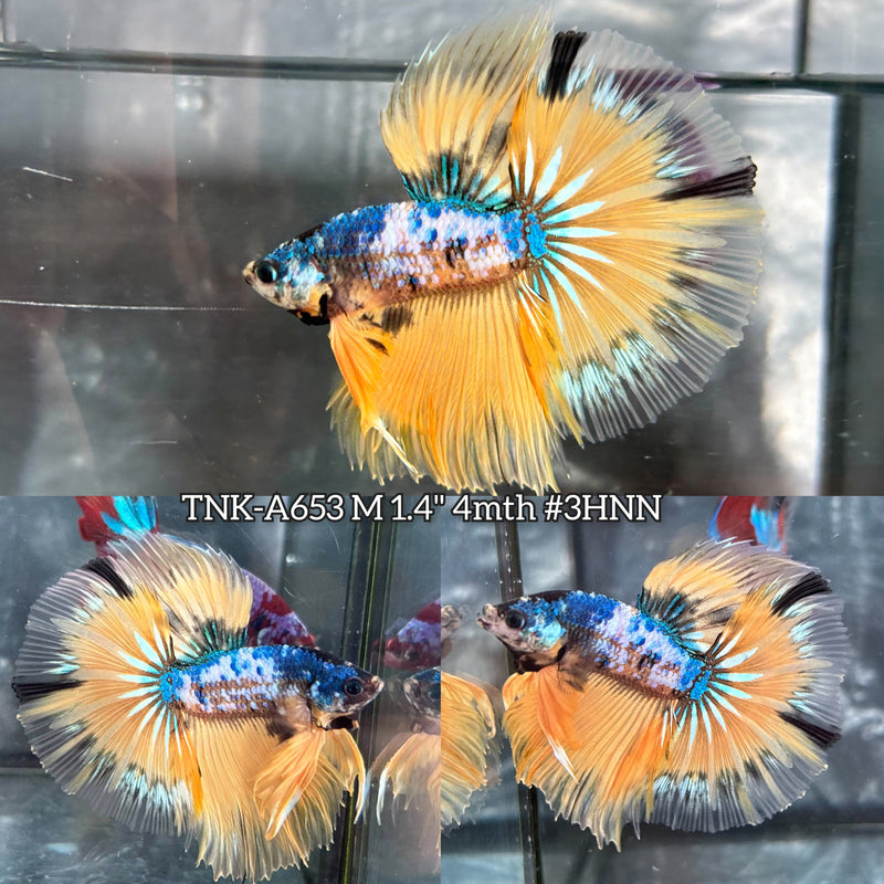 Live Male Betta Yellow Galaxy Koi Halfmoon (TNK-A653) High quality what you see what you get!!