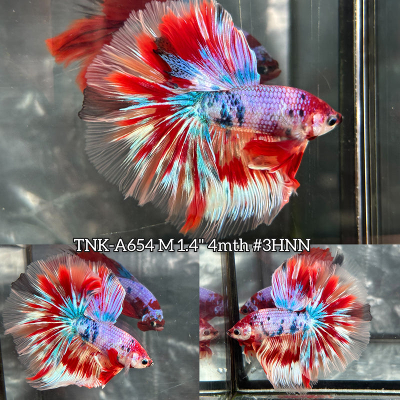 Live Male Betta Fancy Koi Over Halfmoon (TNK-A654) High quality what you see what you get!!
