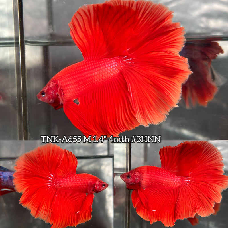 Live Male Betta Super Red Solid color Over Halfmoon (TNK-A655) High quality what you see what you get!!
