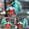 Live Male Betta Fancy Marble Three colors Over Halfmoon (TNK-A656)S179 High quality what you see what you get!!